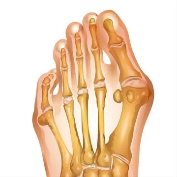 Foot Claw bones on White Background Stock Illustration