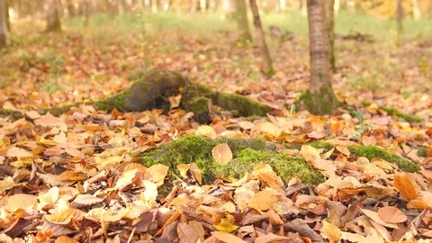 Foot in forest 스톡 동영상 82611657