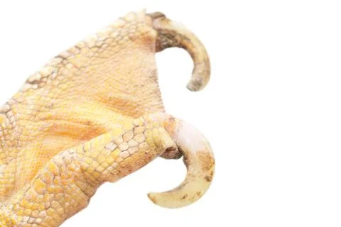 Foot goose. macro Stock Photos