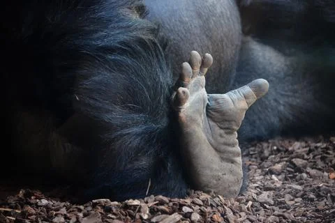 Foot of gorilla Stock Photos