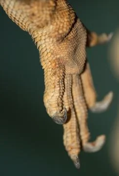 Foot iguana Stock Photos