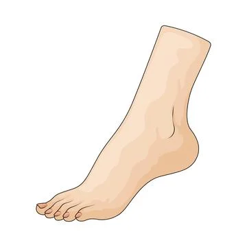 Foot illustration Stock Illustration