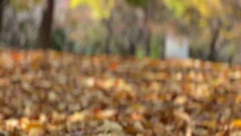 The foot of a man walking along a fallen leafy road Stock Footage 254389864
