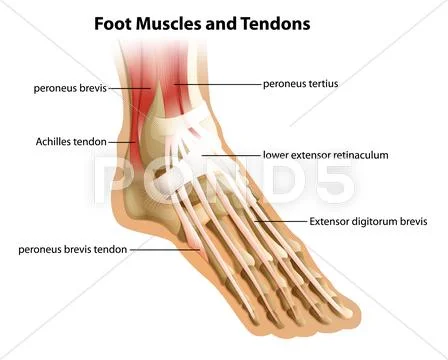 Foot Muscles and Tendons Stock Illustration