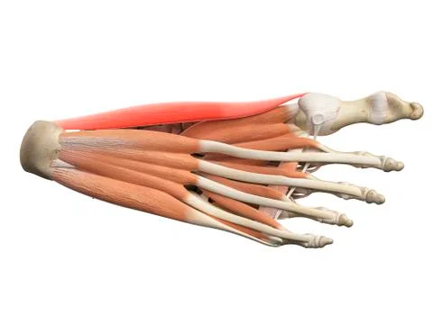 Foot muscles Stock Illustration