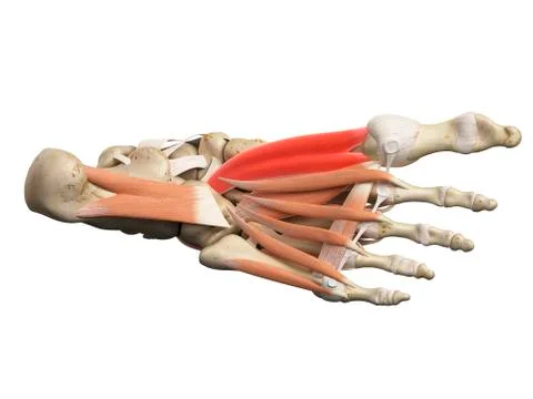 Foot muscles Stock Illustration