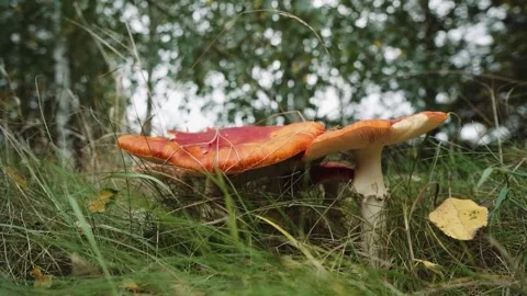 Foot of mushroom picker steps on growing inedible mushroom, fly agaric. Amanita Stock Footage 316401065