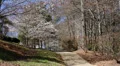 foot path cherry tree blooms HD Footage