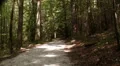 foot path in a forest HD 影片