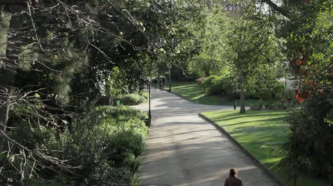 Foot path full of trees Stock-Footage 37729413