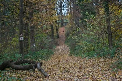 Foot path going up the hill covered with dry yellow leaves Stock Photos