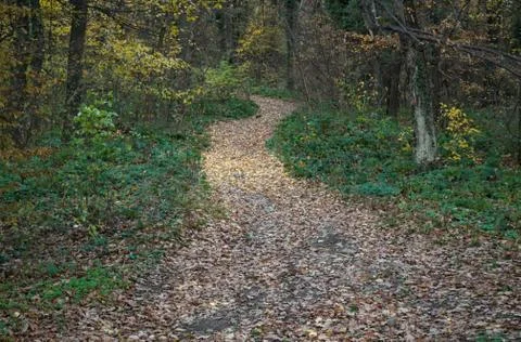 Foot path going up the hill covered with dry yellow leaves Stock Photos