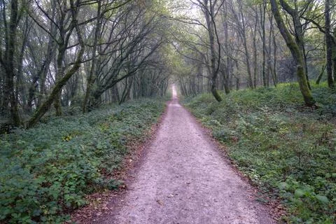 Foot path through the dense autochthonous deciduous forests Foto stock