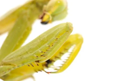 Foot praying mantis on a white background. macro Stock Photos