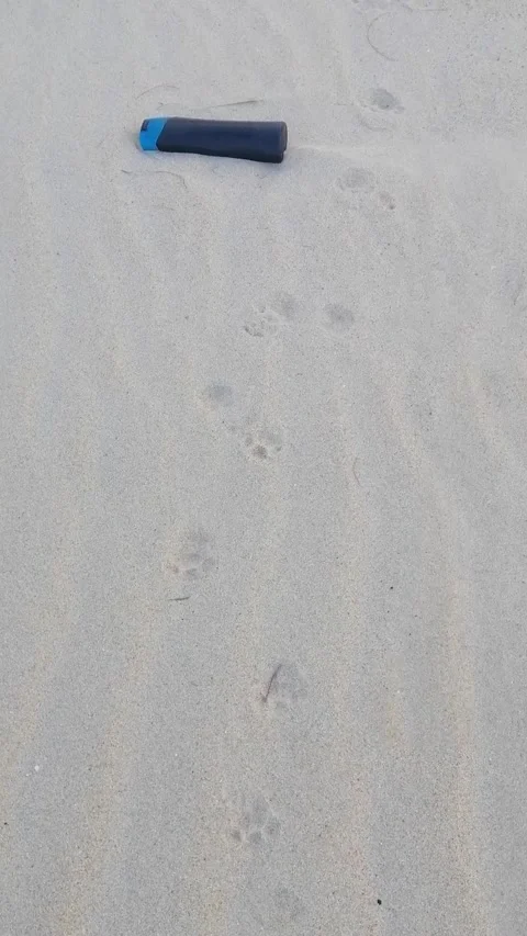 Foot print cat Stock Footage 170632162