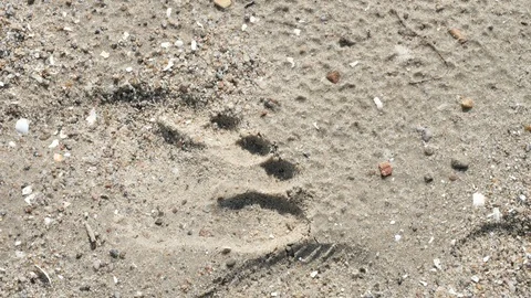 The foot print on the sand on the beach Stock Footage 114752848