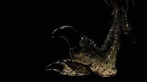 Foot with sharp claw from velociraptor Video stock 143976560