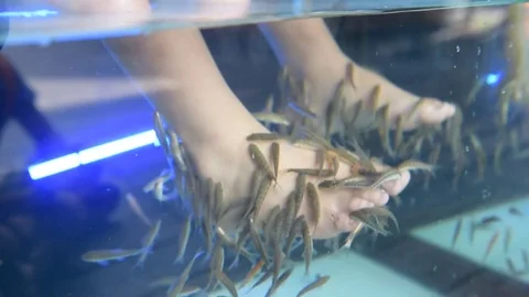 Foot spa fish Stock Footage 72485207