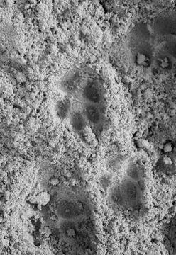 The foot step of wild creature Stock Photos