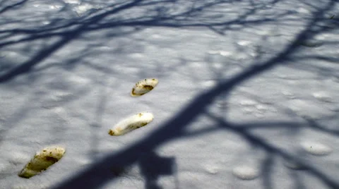 Foot steps in the fresh snow Stock Footage 36677996