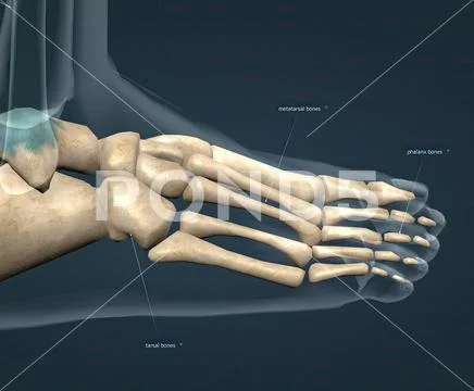 The foot is the terminal portion of the lower limb, whose primary