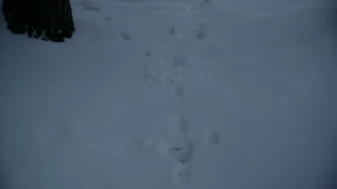 Foot tracks in the snow in a forest on a cold winter day Stock Footage 331114965