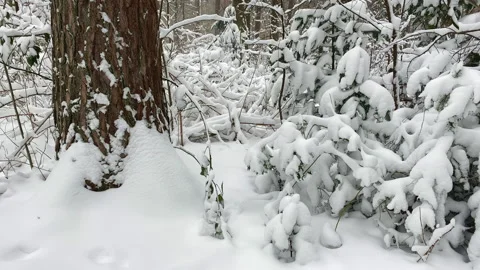 Foot of a tree and small pines covered with snow in the forest Stock Footage 217735261