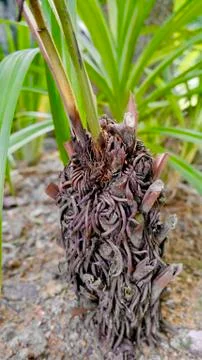 Foot of the Tree Stock Photos