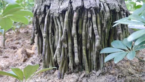 Foot of the Tree Stock Photos