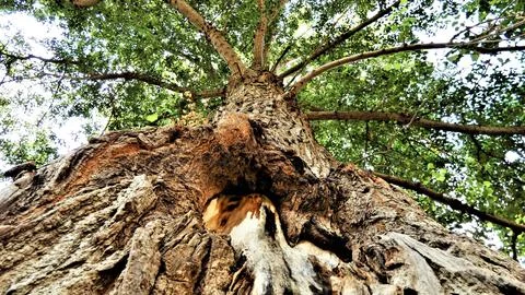 At the foot of the tree Stock Photos