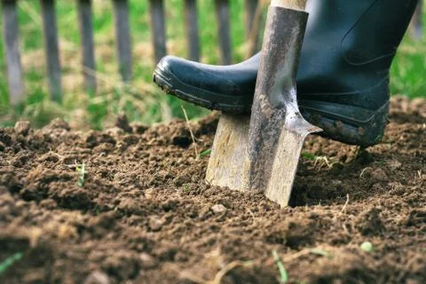 Foot wearing a rubber boot digging an earth in the garden with an old spade Stock Photos