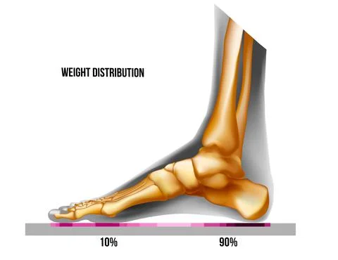 Foot weight distribution. Bones realistic skeleton normal arch foot medial vi Stock Illustration