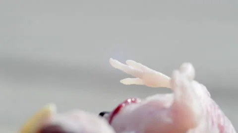 Foot of young dead bird chick Stock Footage 65247080