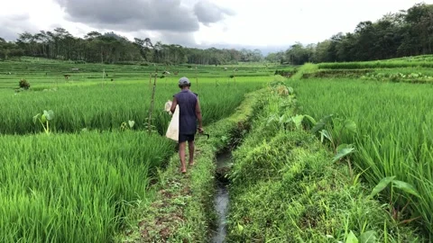 Footage 4k Back view of anonymous farmer walking Stock Footage 214356513