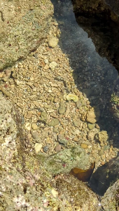 Footage 4K - A group of goby fish swim in shallow seawater. Stock Footage 316200049