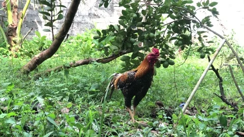 Footage 4k of a rooster in the yard on a sunny day Stock Footage 219331053