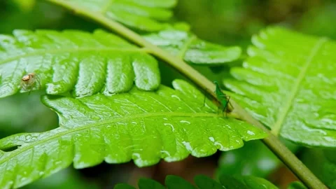 Footage 4K - A tiny spider and green leafhopper on a wet fern leaf. Stock Footage 316195601