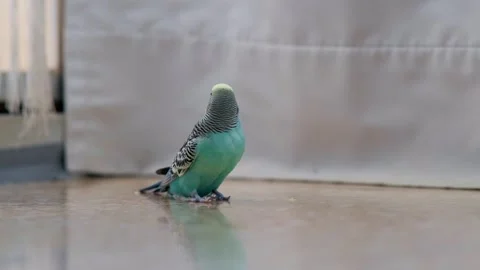 Footage 4k00113138 Stockbeeldmateriaal 325838821