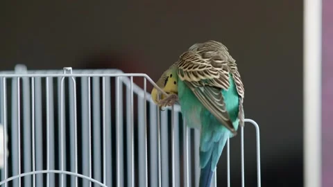 Footage 4k00114530 Video stock 325838893