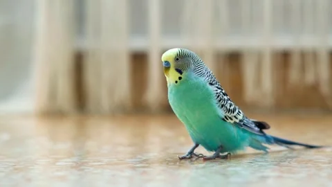 Footage 4k00115074 Video stock 325838885