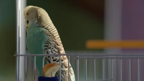 Footage 4k00115953 Stockbeeldmateriaal 325838863