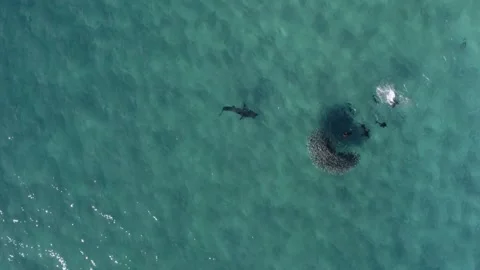 Footage from above of a shark attacking seals and hunting one of them Video stock 318016583