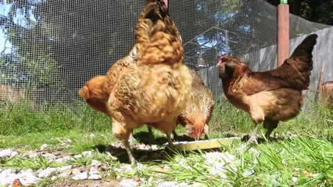 Footage of adorable chickens being messy... | Stock Video | Pond5