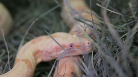 Footage of An Albino Ball Python snake in lying still and breathing, yellow Stock-Footage 250634996
