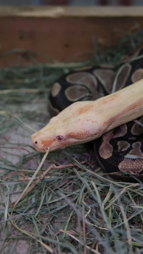 Footage of An Albino Ball Python snake in lying still and breathing, yellow Stock Footage 250635186