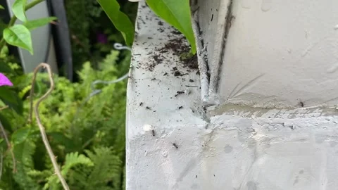 Footage of ants Video stock 218343799
