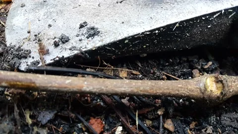 Footage of ants in the forest going in and out of their house holes. Stock Footage 201638130