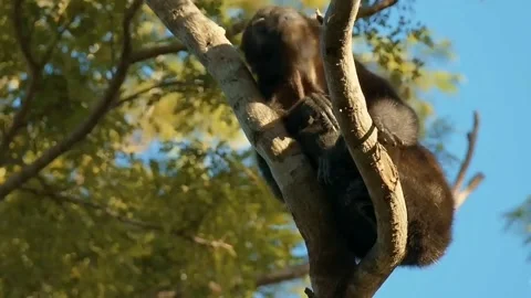 Footage of an ape on a tree Stock Footage 214762190