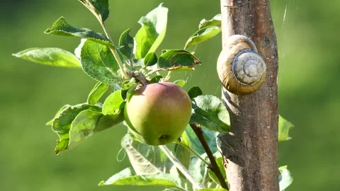 Footage of an Apple and Snail Shell Stock Footage 332353134