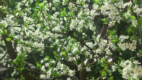 Footage of apple tree flower Stock Footage 130061874
